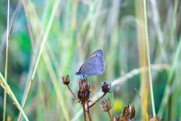 아름다운 나비의 — 스톡 사진