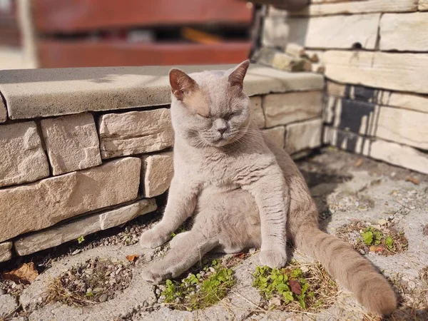 Gato Sentado Pavimento Sol — Fotografia de Stock