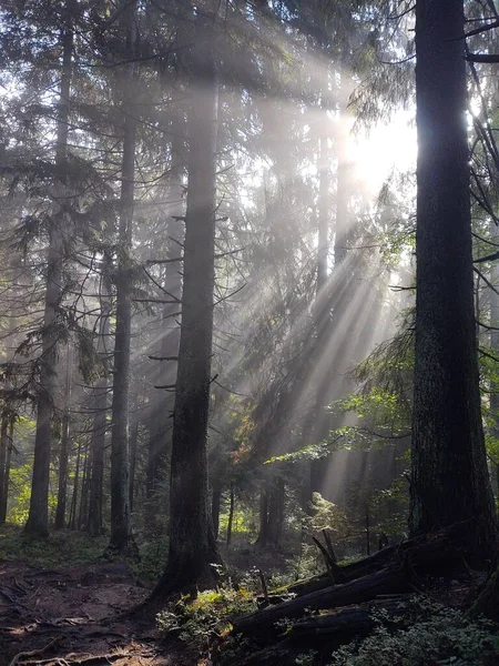 Belle Forêt Matin Sur Fond Nature — Photo