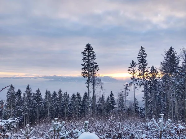 Karla Kaplı Ağaçlarla Kaplı Güzel Kış Manzarası — Stok fotoğraf