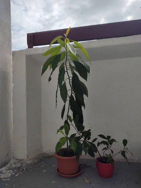 Groene Planten Potten Balkon — Stockfoto