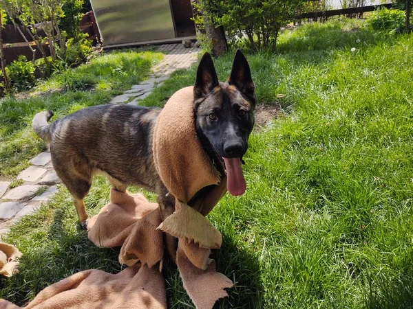 庭で布で遊ぶドイツの羊飼いの犬 — ストック写真