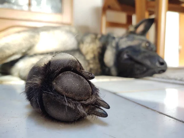 家の床に寝ている犬 — ストック写真