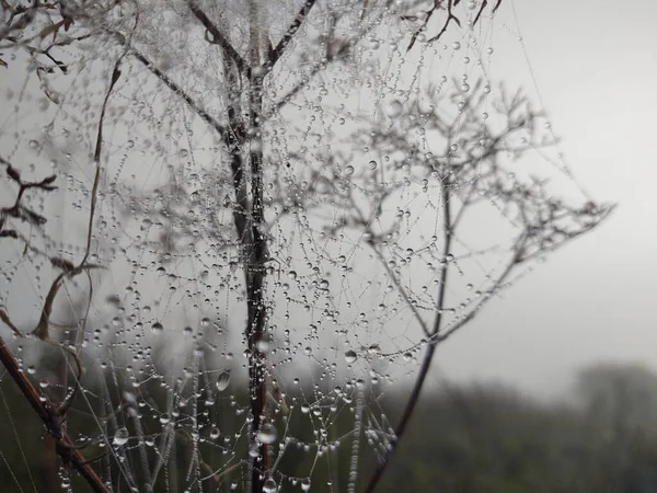 Primer Plano Telaraña Bosque — Foto de Stock