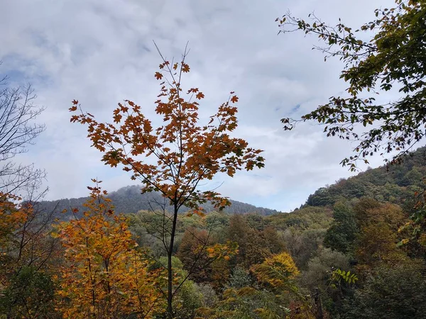 Krásný Horský Les Podzimní Sezóně — Stock fotografie