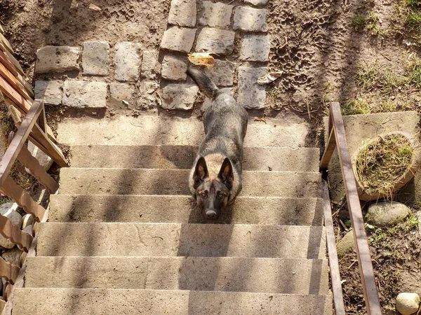 Dog on stairs at sunny day