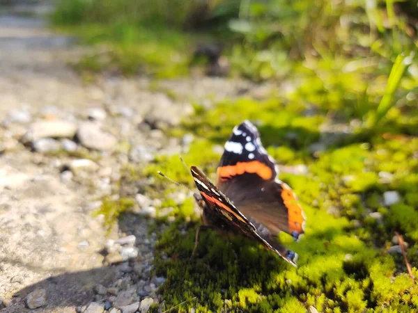 Beau Papillon Sur Fond Nature Gros Plan — Photo