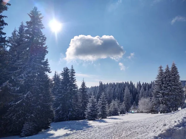 森林の美しい冬の風景 — ストック写真