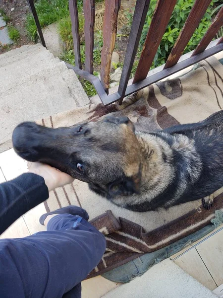 Cão Pastor Alemão Deitado Tapete Varanda Madeira — Fotografia de Stock