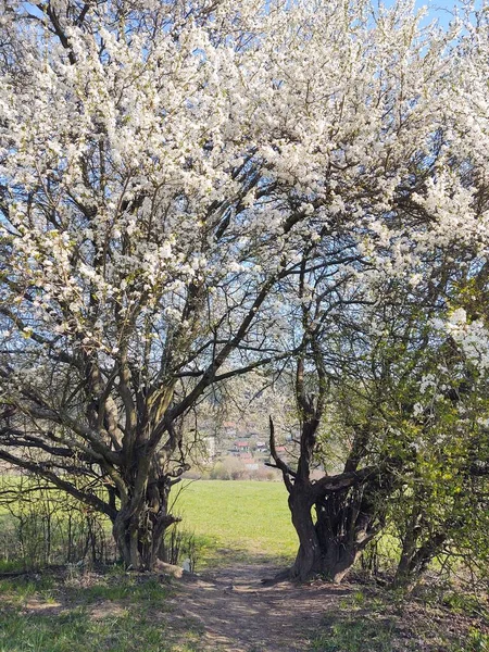 Vackert Vårlandskap Med Träd Blom — Stockfoto