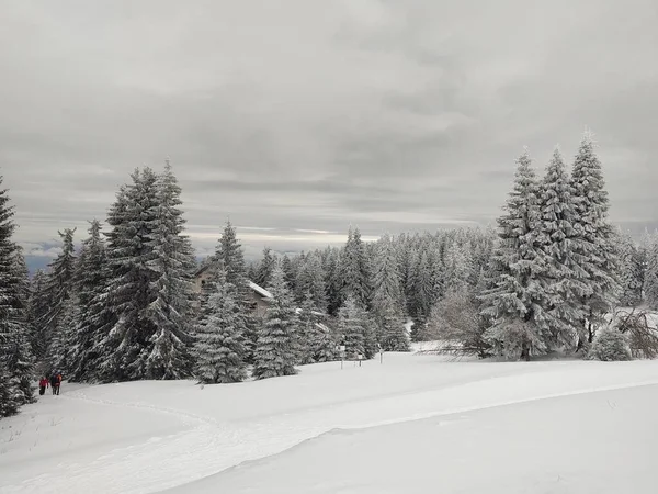 Hermoso Bosque Invierno Con Nieve —  Fotos de Stock