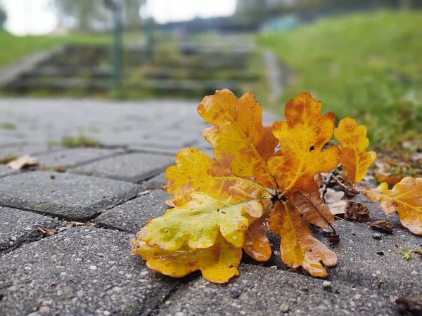 Осенние Листья Парке Заднем Плане Закрыть — стоковое фото