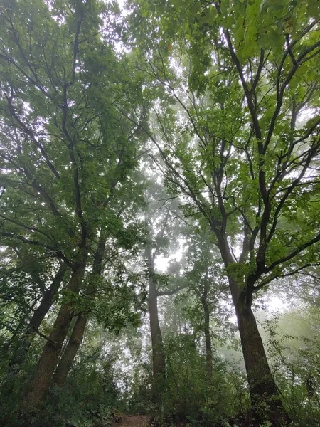 Belle Vue Sur Forêt Sur Fond Nature — Photo