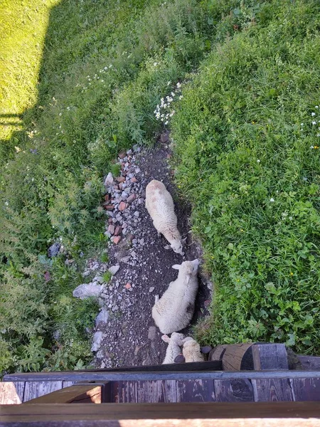 Vue Dessus Pâturage Des Chèvres Montagne — Photo