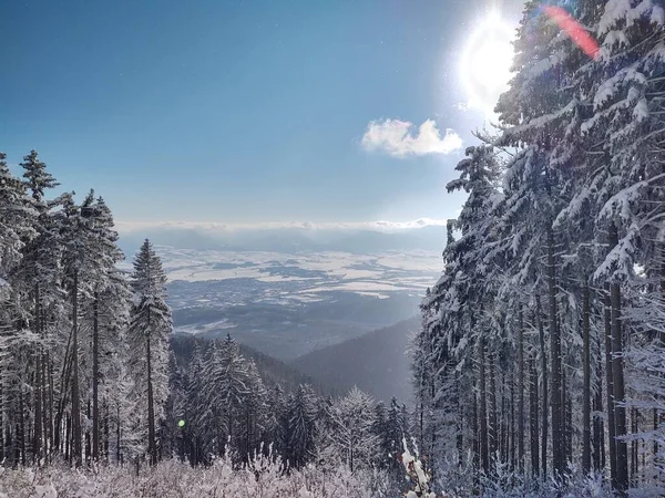 冬の美しい雪の森 — ストック写真