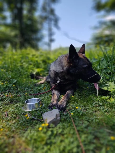 Duitse Herder Hond Het Bos Natuur Achtergrond — Stockfoto