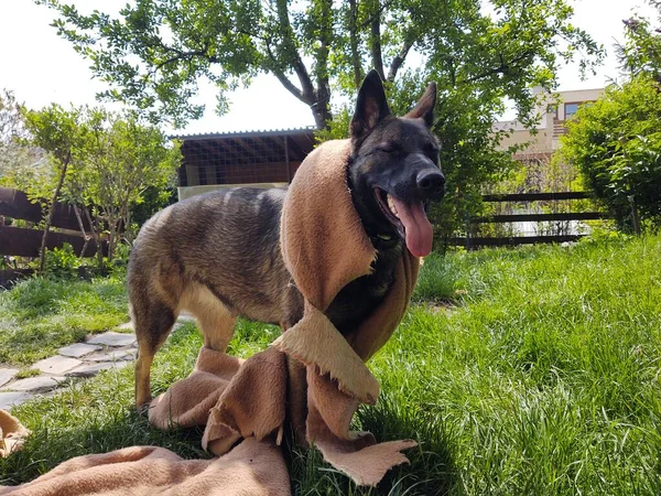 Pastor Alemán Perro Jugando Con Tela Patio —  Fotos de Stock