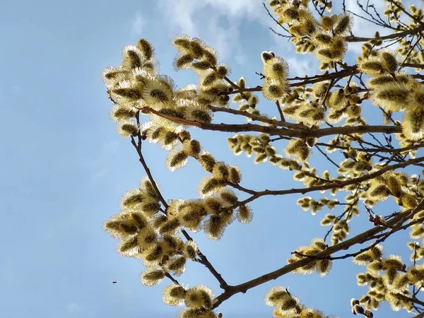 春天美丽的树枝 — 图库照片
