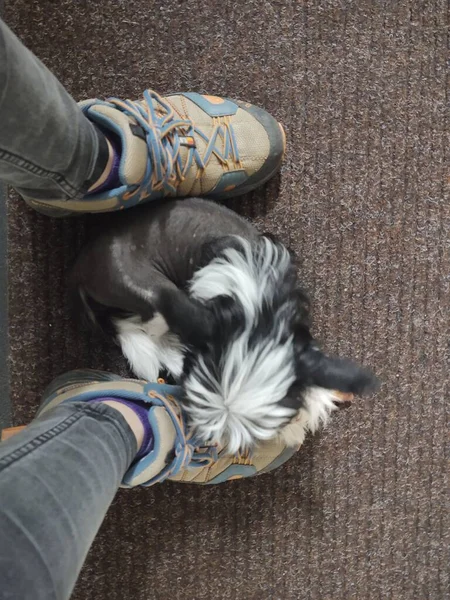 自宅でカーペットの上の所有者の足の近くの犬 — ストック写真
