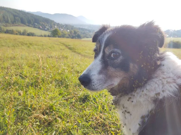 緑の山野の犬 — ストック写真