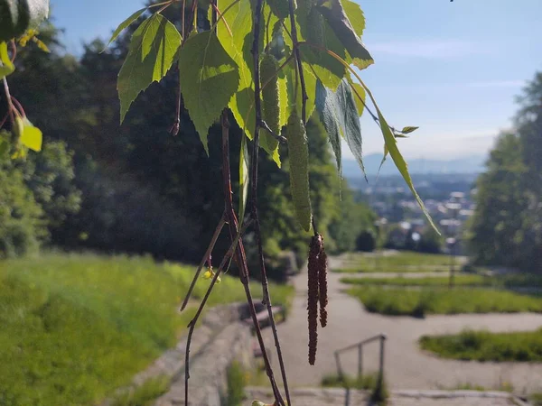 公園を背景にした緑の植物 — ストック写真