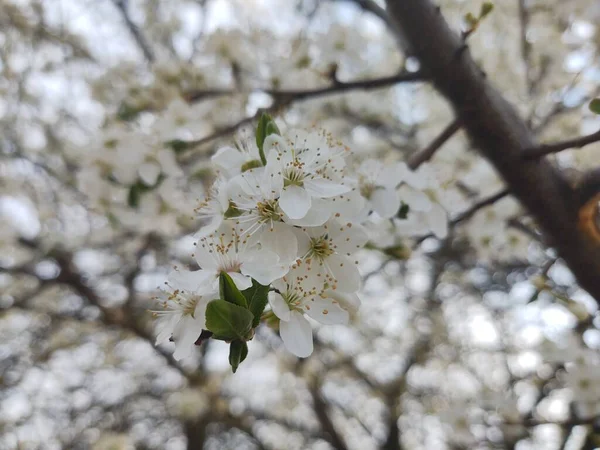 Bellissimi Fiori Bianchi Fiore Sui Rami Degli Alberi Durante Stagione — Foto Stock