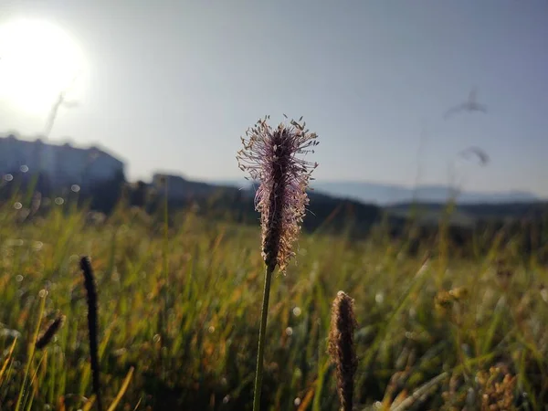 Smukke Blomster Grønne Felt - Stock-foto