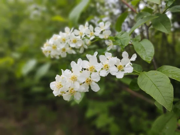 Weiße Blüten Zweigen Grünen Garten — Stockfoto