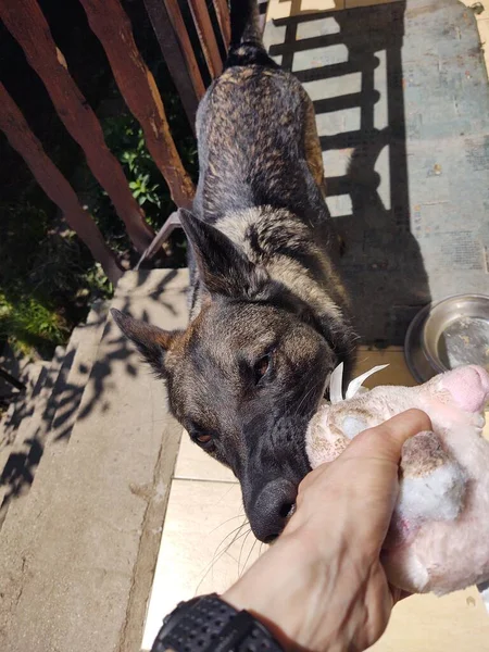 Cão Pastor Alemão Com Brinquedo Boca Perto Casa — Fotografia de Stock