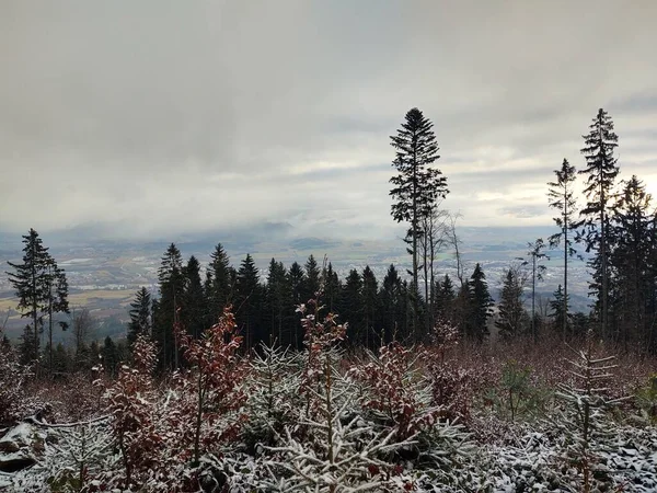 Dağ Ormanlarıyla Güzel Kış Manzarası — Stok fotoğraf
