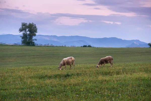 Mandria Pecore Pascolo Nel Prato Montagna — Foto Stock