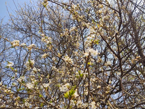 春には木の枝に美しい花が咲く — ストック写真
