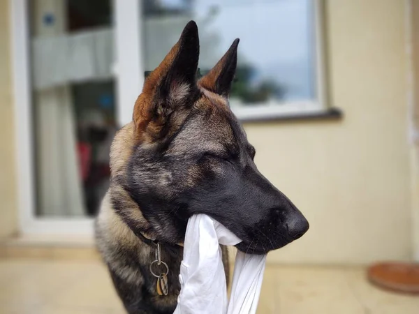 German Shepherd Dog White Cloth Mouth — Stock Photo, Image