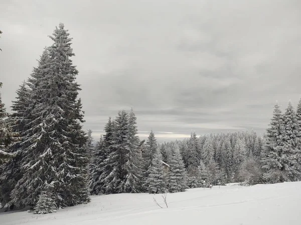 Schöner Winterwald Mit Schnee — Stockfoto