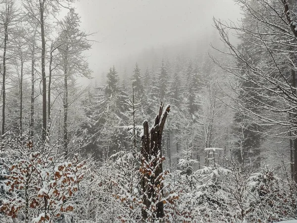 雪に覆われた森林の冬の風景 — ストック写真