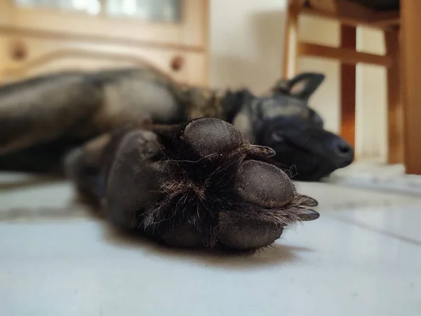 Cão Deitado Chão Casa — Fotografia de Stock