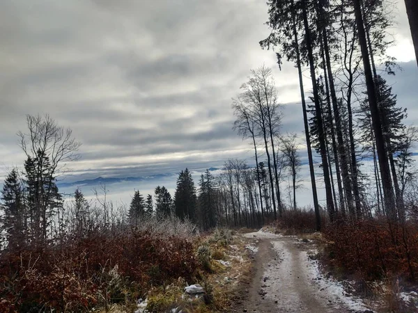 Hermoso Paisaje Montaña Con Bosque — Foto de Stock