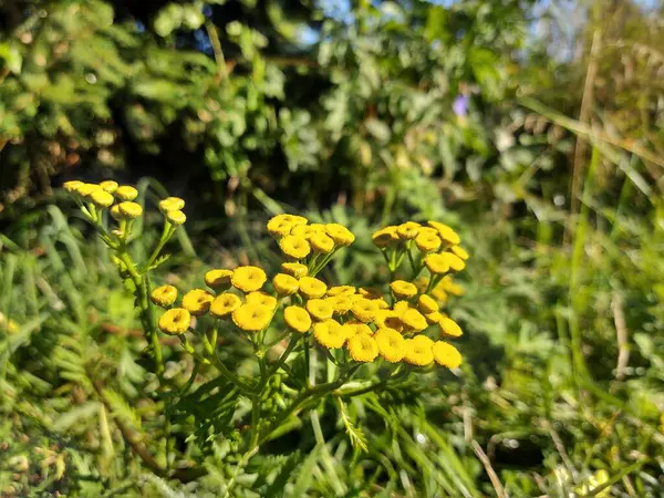 Yellow Flowers Green Field — Stock Photo, Image