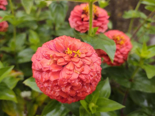 花で撮影された美しい植物 自然壁紙 — ストック写真