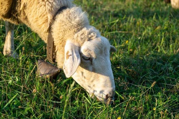 Sheep Grazing Mountain Meadow — Stock Photo, Image