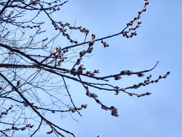 Branches Arbres Sur Fond Bleu Ciel — Photo