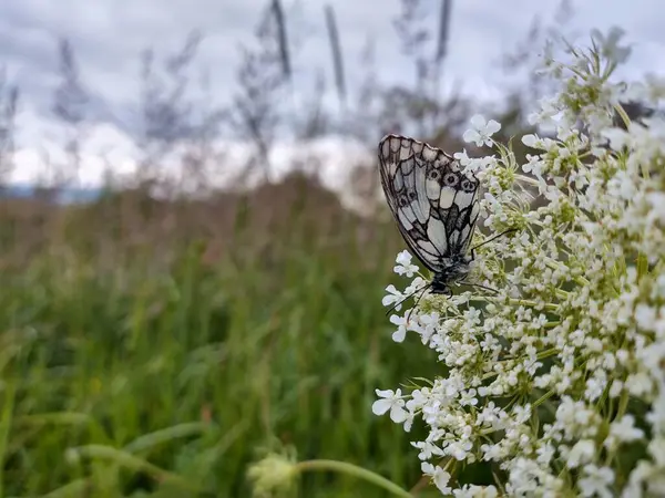 Fleurs Blanches Avec Papillon Sur Champ Vert — Photo