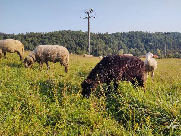 Gregge Pecore Che Pascono Sul Prato — Foto Stock