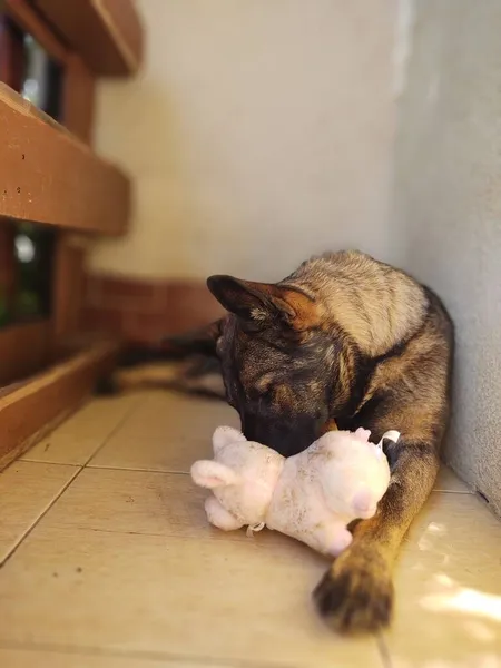 Chien Berger Allemand Avec Jouet Près Maison — Photo