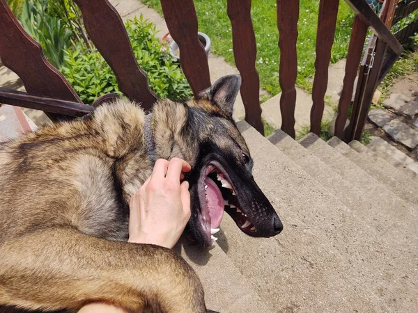 Merdivenlerde Köpeği Okşayan Kişi — Stok fotoğraf