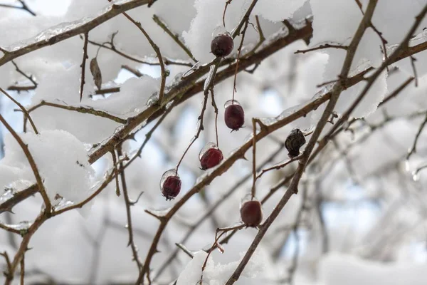 Zblízka Větví Stromů Sněhem Rampouchy — Stock fotografie
