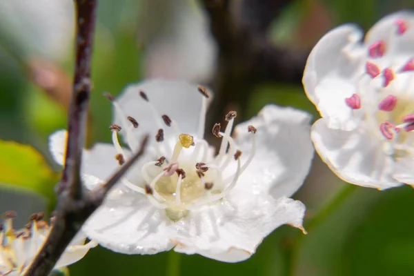 Beautiful White Flower Blossom — Stock Photo, Image