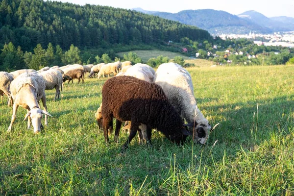 Mandria Pecore Pascolo Nel Prato Montagna — Foto Stock