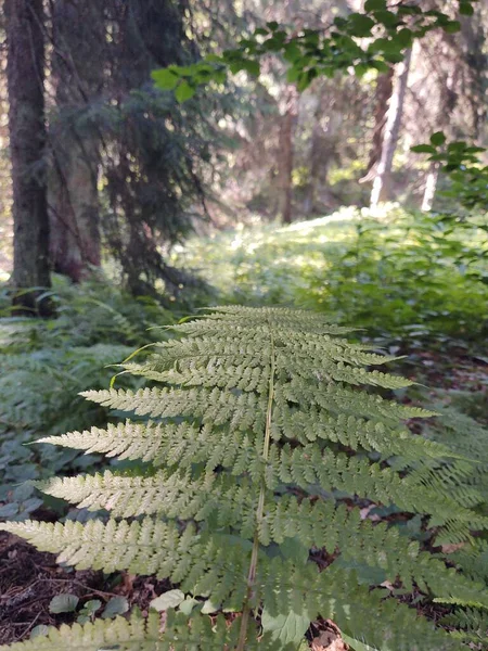 Hermoso Plano Botánico Con Hojas Fondo Pantalla Natural — Foto de Stock