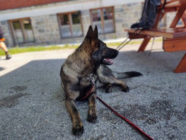 Alman çoban köpeği asfaltta yatıyor.